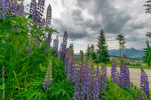Lupine vor dem hintergrund der Berge und des bewölkten Himmels