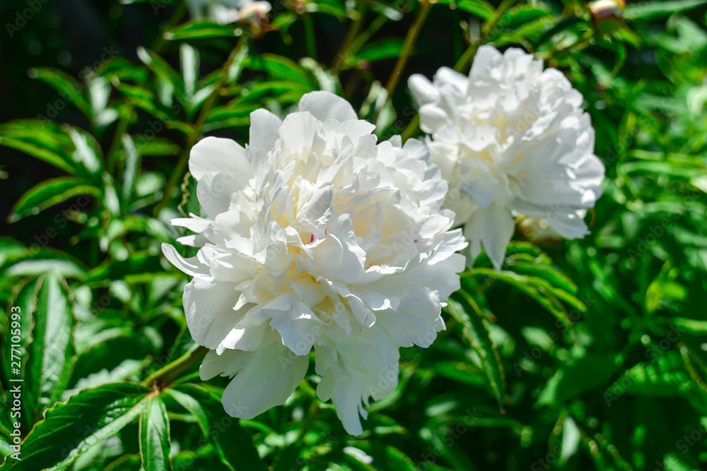 White peony on a green background. Close-up of white peony on green background. White peony on a green background. Close-up of white peony on green background.