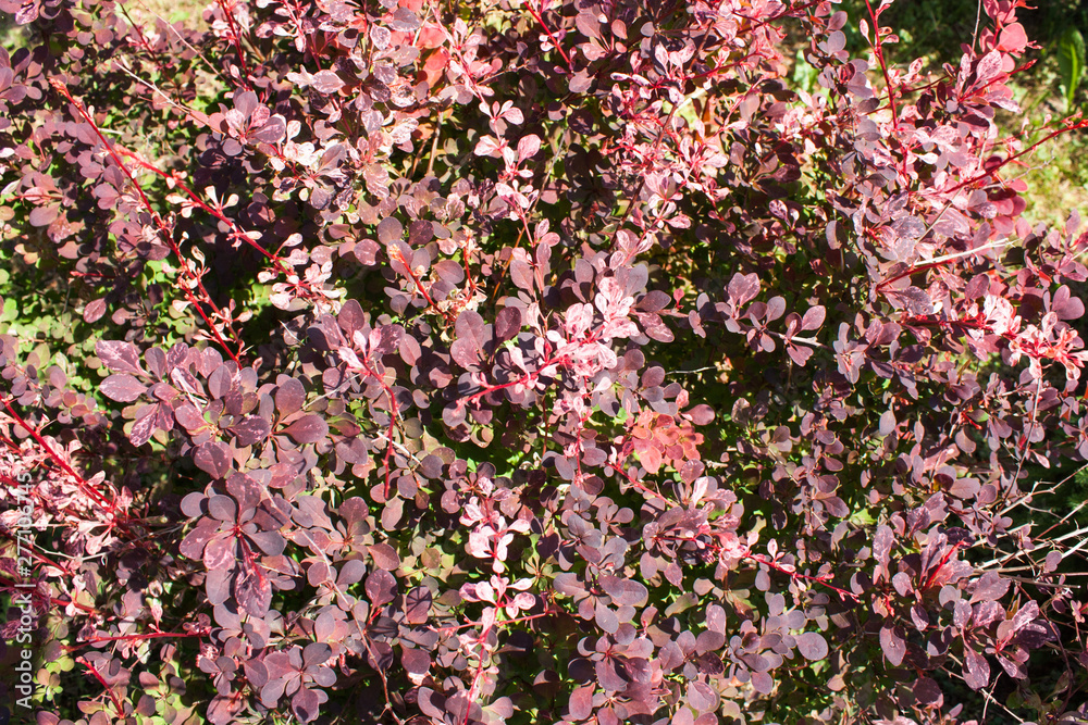 branches on barberry bushes on a Sunny day, selective focus