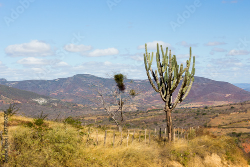 Fototapeta Sertão Caatinga