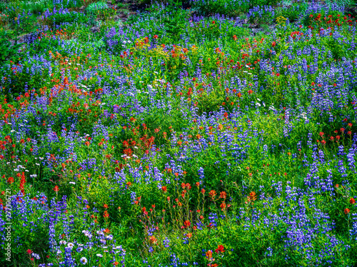 wildlfower meadow photo