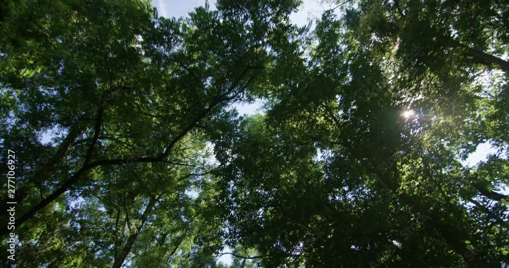 Looking up to the Sky while Driving with Trees Passing by and Sun Shining POV View Looking up to the Sky while Driving with Trees Passing by and Sun Shining POV View