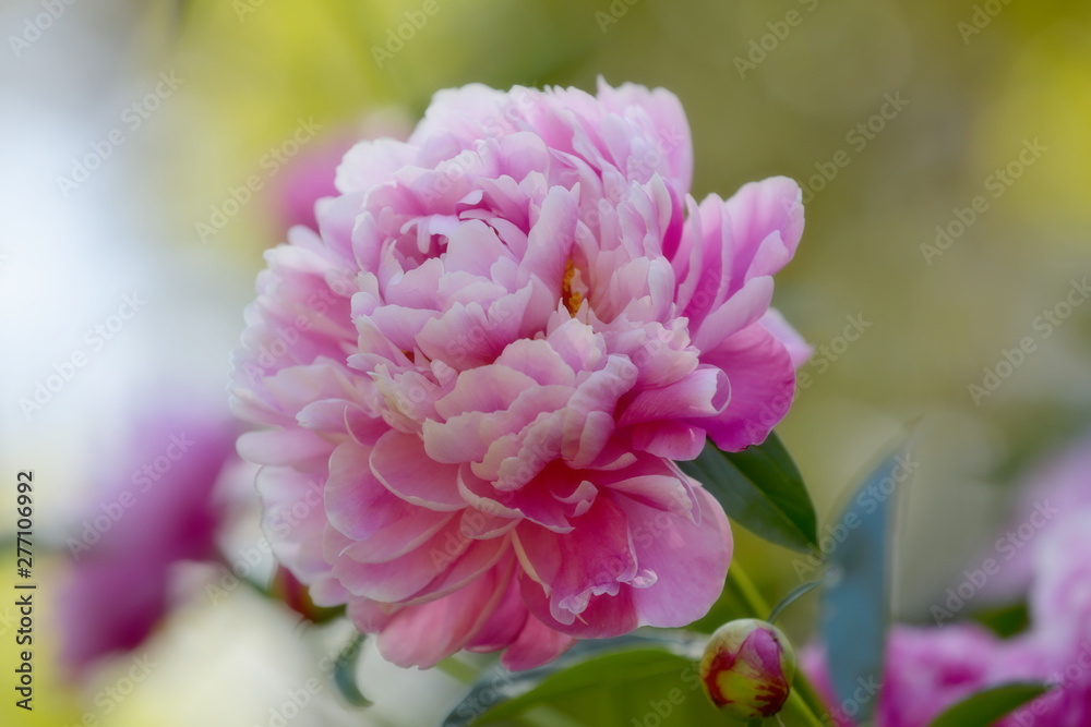 A beautiful pink peony on a vivid and natural background