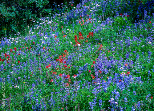 Lupin and paintbrush in meadow