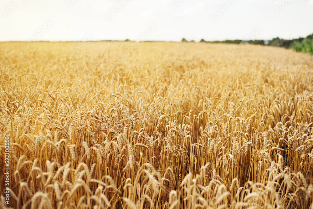 Wheat field. Ears of golden wheat close up. Beautiful Nature Sunset Landscape. Rural Scenery under Shining Sunlight. Background of ripening ears of wheat field. Rich harvest Concept. Label art design Wheat field. Ears of golden wheat close up. Beautiful Nature Sunset Landscape. Rural Scenery under Shining Sunlight. Background of ripening ears of wheat field. Rich harvest Concept. Label art design