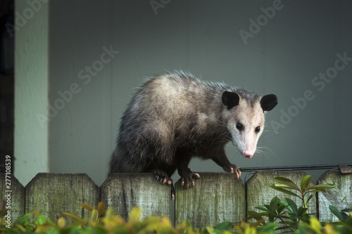 Adult female Virginia opossum (Didelphis virginiana), commonly known as the North American opossum  on the fence photo