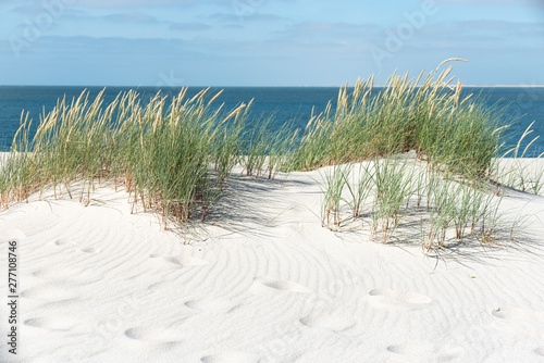 Fototapeta Naklejka Na Ścianę i Meble -  Dune with beach grass.