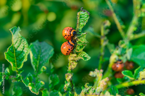 The larvae of the Colorado potato beetle destroy the crop of young potatoes, closeup. Pests destroy a crop in the field. Parasites in wildlife and agriculture. © Кузнецова Евгения