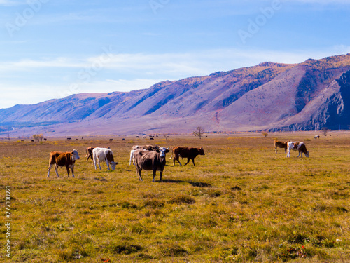 Cows near the Cape Uyuga  Kurma  Lake Baikal  Siberia  Russia