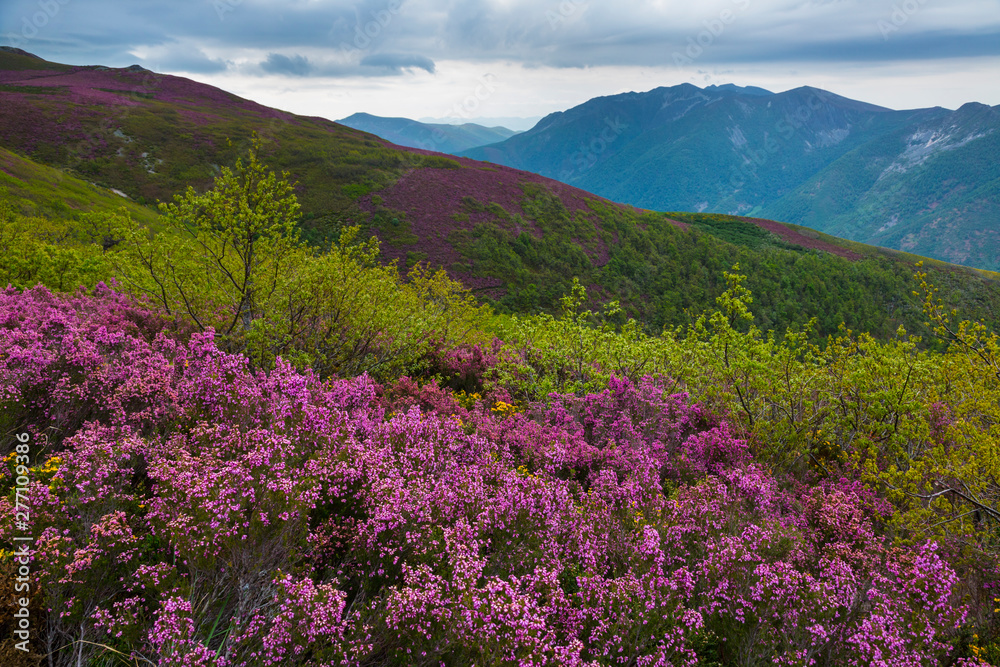 HEATHER (Erica australis), Fuentes del Narcea, Degaña e Ibias Natural Park, Asturias, Spain, Europe