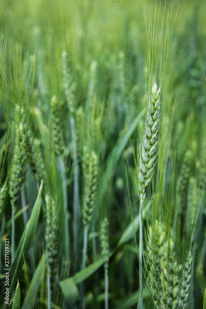 Green spikelets of ripening wheat in the field. A field of green wheat. Green spikelets of ripening wheat in the field. A field of green wheat.