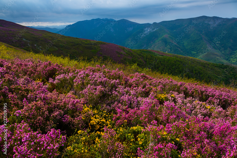 HEATHER (Erica australis), Fuentes del Narcea, Degaña e Ibias Natural Park, Asturias, Spain, Europe