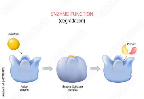 Lock and key model. Degradation. metabolic processes.