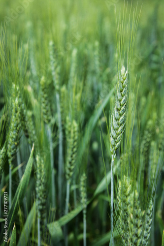 Green spikelets of ripening wheat in the field. A field of green wheat.