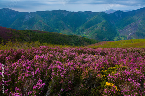 HEATHER (Erica australis), Fuentes del Narcea, Degaña e Ibias Natural Park, Asturias, Spain, Europe photo