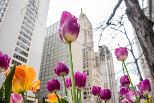 tulipany-na-miasta-tle