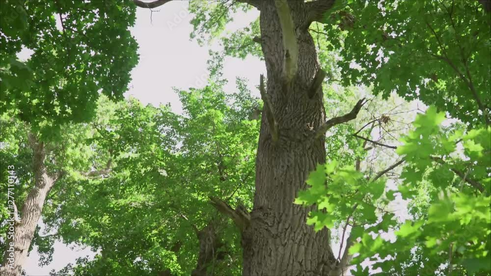 Oak with thick bark. Vintage oak with texture bark in the park.. Old rough tree bark wooden background texture