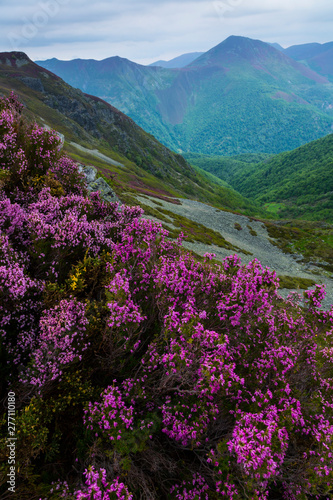HEATHER (Erica australis), Fuentes del Narcea, Degaña e Ibias Natural Park, Asturias, Spain, Europe