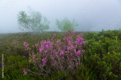 HEATHER (Erica australis), Fuentes del Narcea, Degaña e Ibias Natural Park, Asturias, Spain, Europe