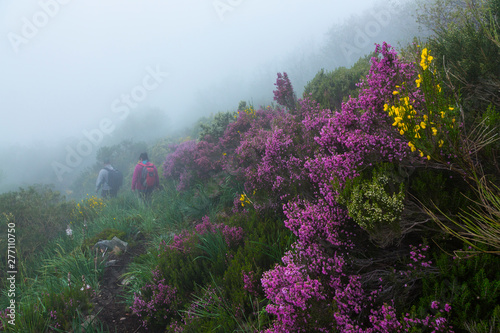 HEATHER (Erica australis), Fuentes del Narcea, Degaña e Ibias Natural Park, Asturias, Spain, Europe photo