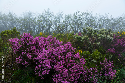 Fototapeta Naklejka Na Ścianę i Meble -  HEATHER (Erica australis), Fuentes del Narcea, Degaña e Ibias Natural Park, Asturias, Spain, Europe