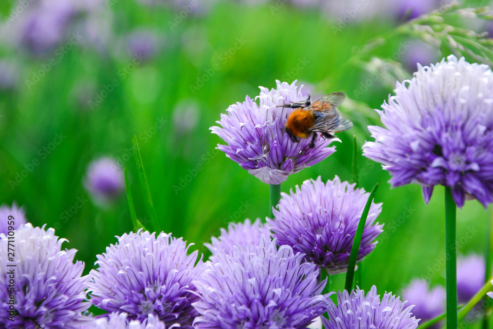 Bees on Allium sphaerocephalon. Allium Drumstick, also known as sphaerocephalon, produces two-toned, Burgundy-Green flower heads. The flowers open green, then start to turn purple. Bees on Allium sphaerocephalon. Allium Drumstick, also known as sphaerocephalon, produces two-toned, Burgundy-Green flower heads. The flowers open green, then start to turn purple.