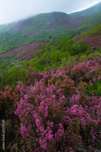 HEATHER (Erica australis), Fuentes del Narcea, Degaña e Ibias Natural Park, Asturias, Spain, Europe photo