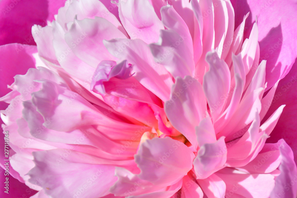 Pink peony,Flower texture. Pink peony Macro. Flower texture Pink peony,Flower texture. Pink peony Macro. Flower texture