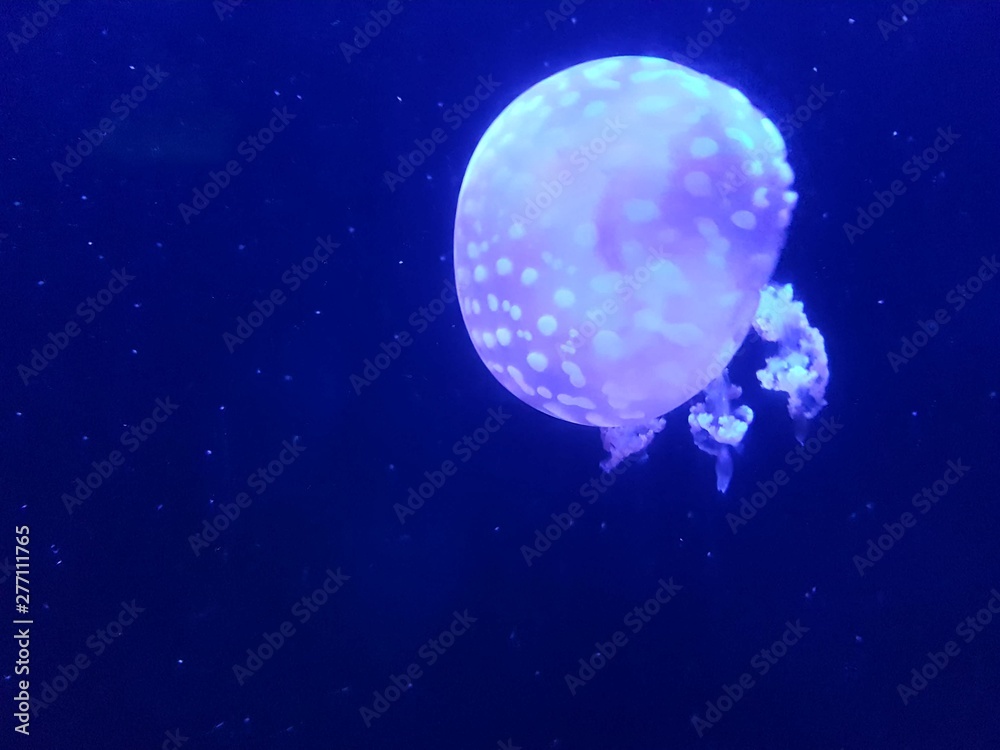 Beautiful jellyfish. Aquarium with blue jellyfish. Underwater life in ocean jellyfish with blue background. Beautiful jellyfish. Aquarium with blue jellyfish. Underwater life in ocean jellyfish with blue background.