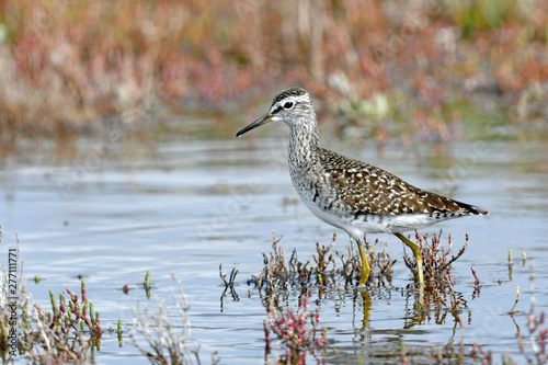 Bruchwasserläufer (Tringa glareola) - Wood sandpiper photo