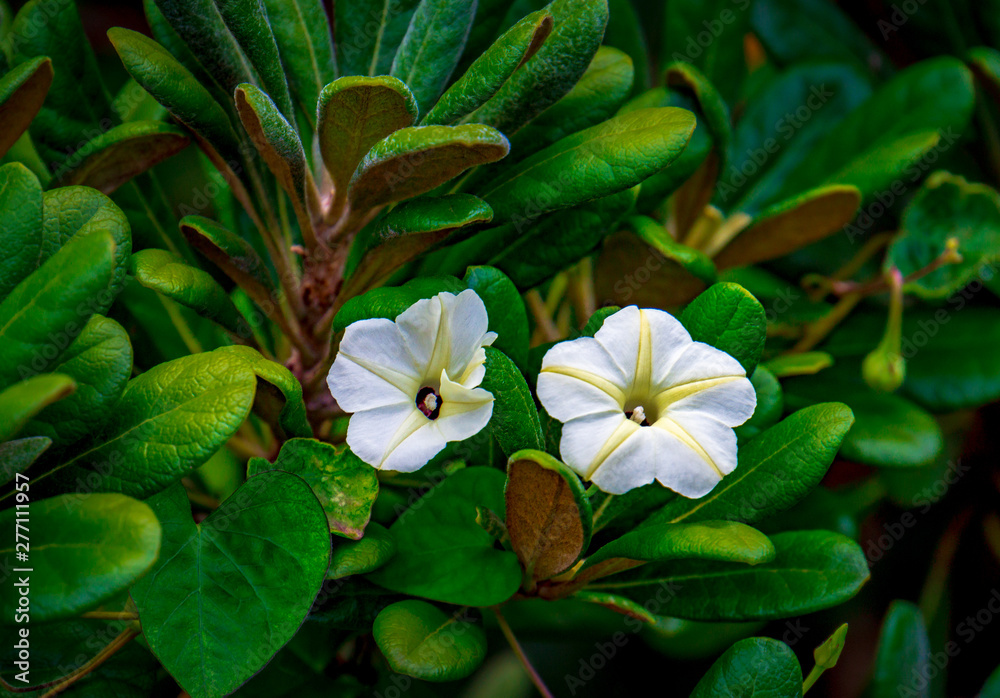white flowers with yellow veins white flowers with yellow veins
