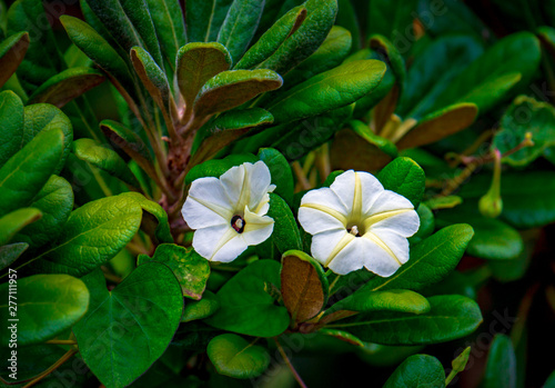 white flowers with yellow veins
