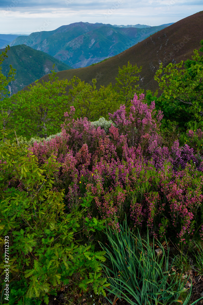 Obraz premium HEATHER (Erica australis), Fuentes del Narcea, Degaña e Ibias Natural Park, Asturias, Spain, Europe