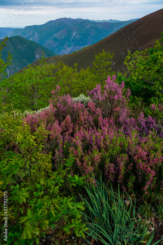 HEATHER (Erica australis), Fuentes del Narcea, Degaña e Ibias Natural Park, Asturias, Spain, Europe