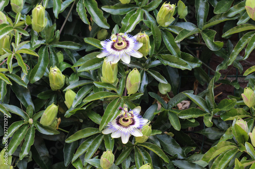 Passiflora caerulea, the blue passionflower, bluecrown passionflower or common passion flower, blooming in garden