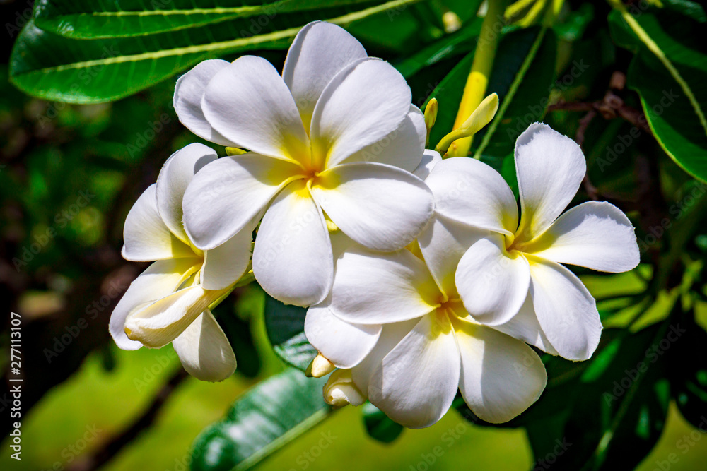 White Plumeria Flowers White Plumeria Flowers