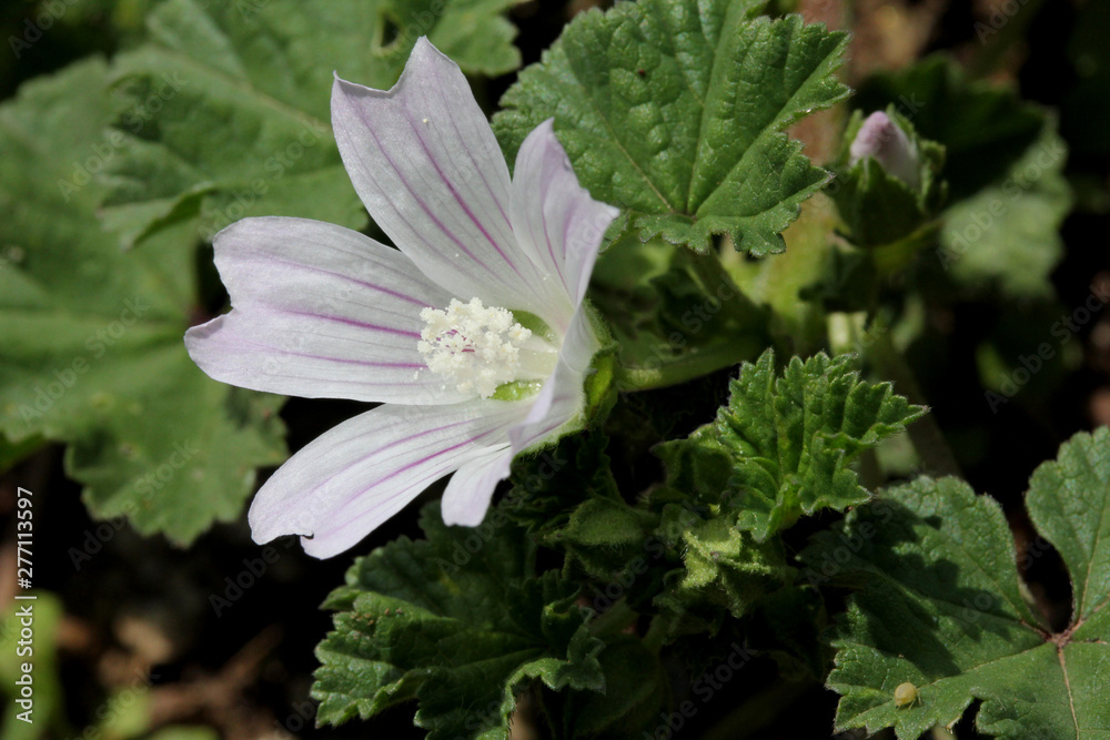 delicato fiore di Malva neglecta delicato fiore di Malva neglecta