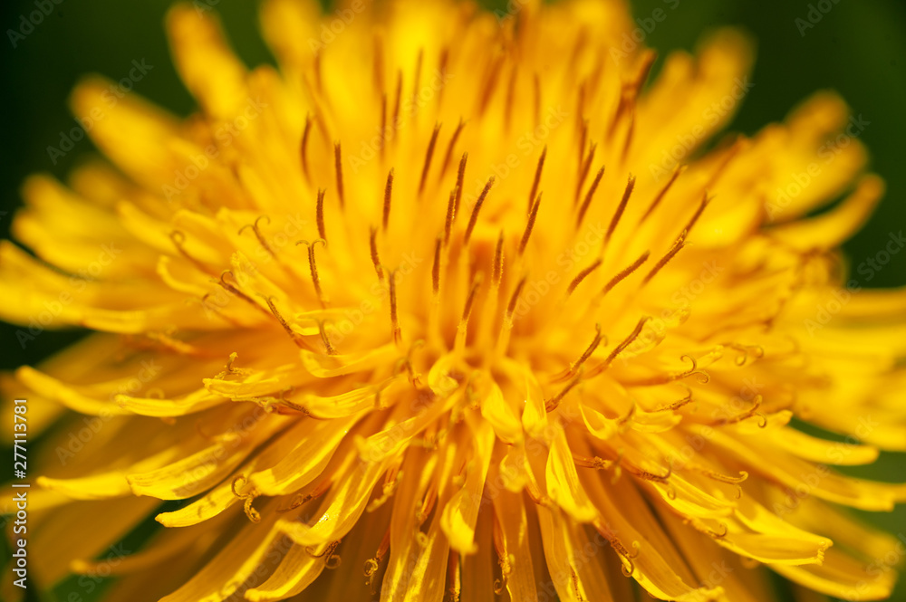Macro Dandelion Macro Dandelion