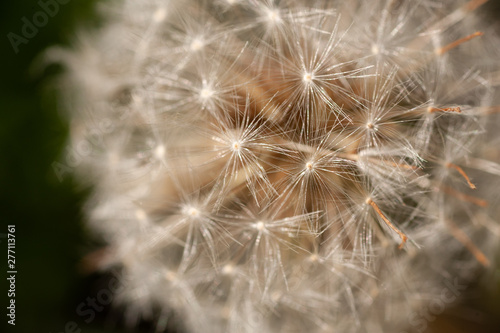 Shiny Seeded Dandelion