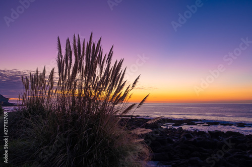 Natural landscape image of clear colorful sunset sky with silhouette of tall Toetoe (toitoi) tall grass native to New Zealand. Simple and clean vibrant natural background image with copy space. © Skyimages