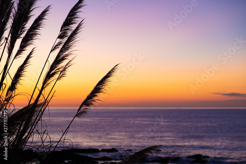 Natural landscape image of clear colorful sunset sky with silhouette of tall Toetoe (toitoi) tall grass native to New Zealand. Simple and clean vibrant natural background image with copy space.