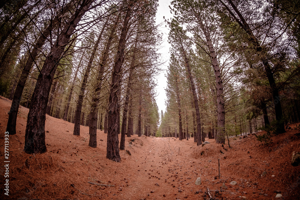 The redwoods forest, rotorua, north island, New Zealand. Tall trees. Forest image. Natural landscape image of jungle. Autumn season natural image. New Zealand wilderness image. The redwoods forest, rotorua, north island, New Zealand. Tall trees. Forest image. Natural landscape image of jungle. Autumn season natural image. New Zealand wilderness image.