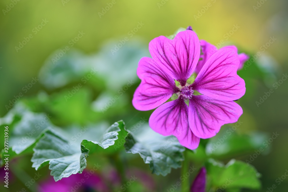 Beautiful closeup of common mallow (malva sylvestris), with purple flower head isolated on a blurred green background - obrazy, fototapety, plakaty 