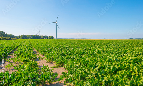 Field with vegetables below a blue sky in sunlight in summer