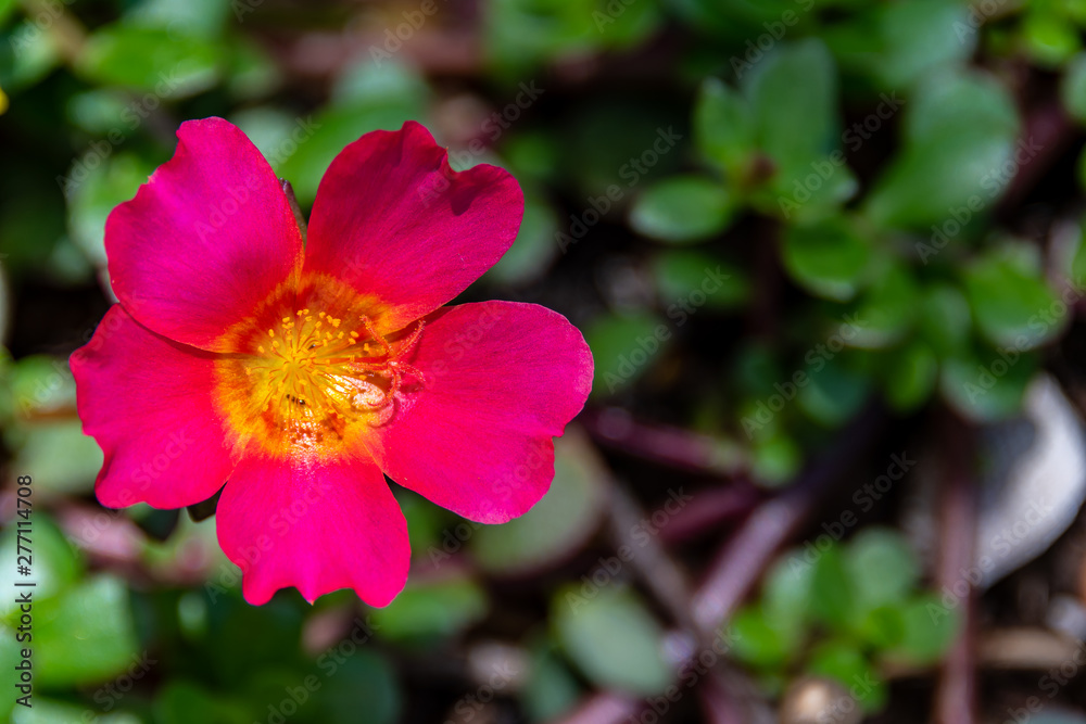 Pink primrose with yellow in the center Pink primrose with yellow in the center