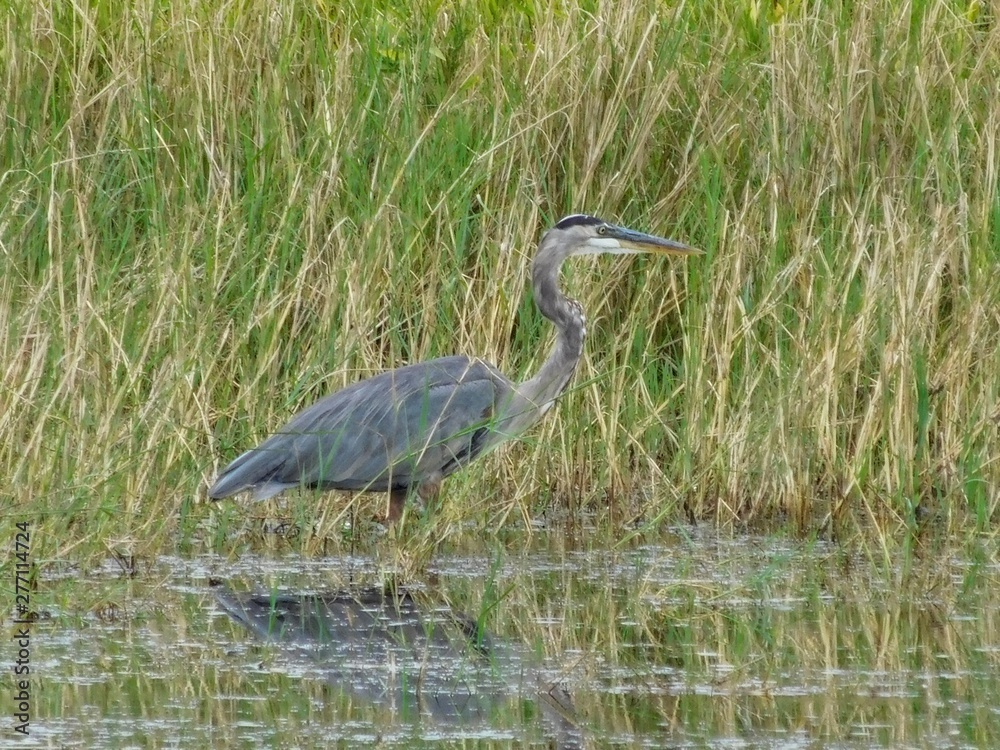 Fototapeta premium blue heron water