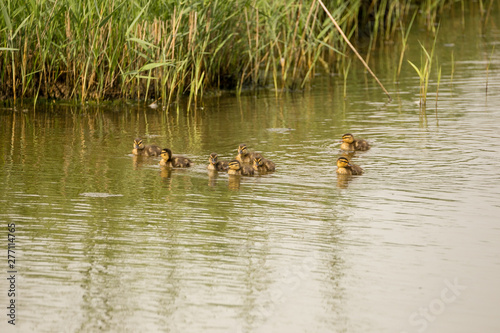 a group of Mallard duck chicks swimming on the lake