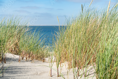 Fototapeta Naklejka Na Ścianę i Meble -  Dune with beach grass.