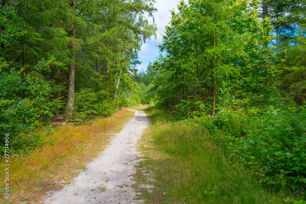 Path in a shadowy forest in sunlight in summer