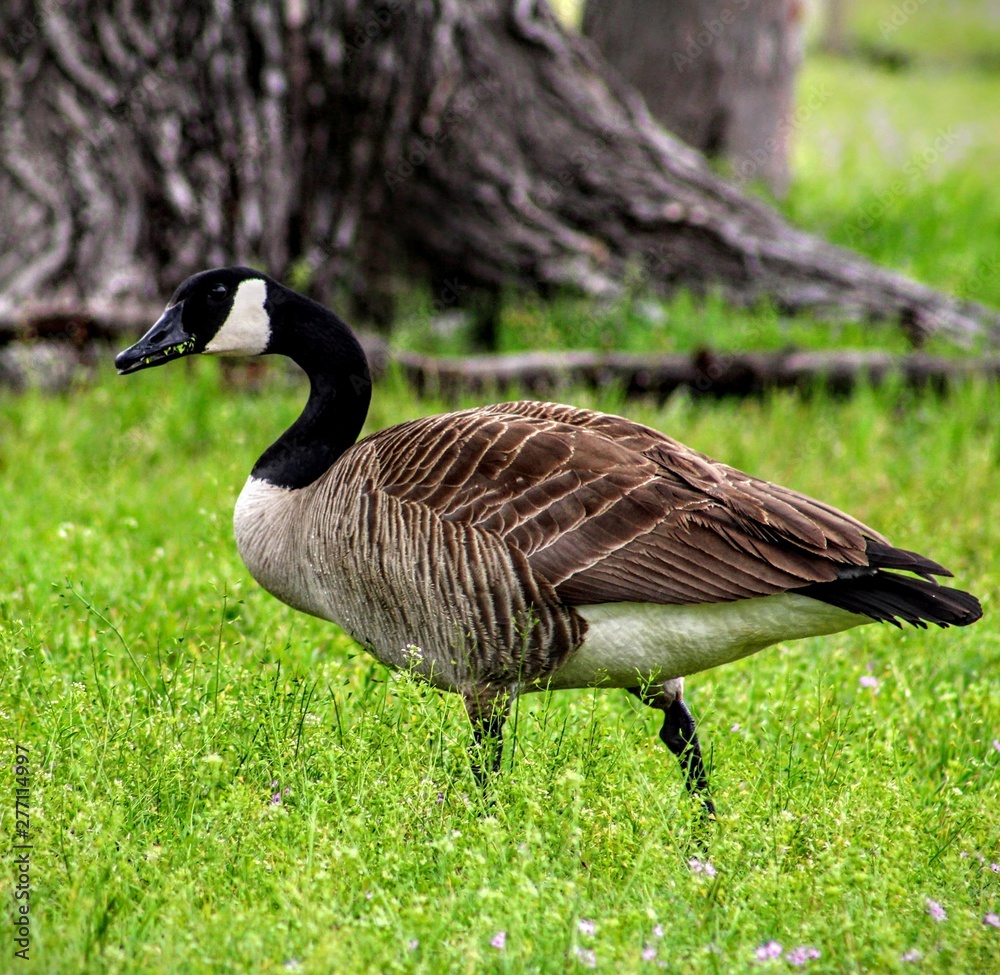 canadian geese canadian geese